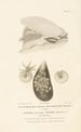 Centurie zoologique Pl51 - René Primevère Lesson — artwork view