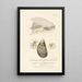 Centurie zoologique Pl51 - René Primevère Lesson — framed artwork on a wall