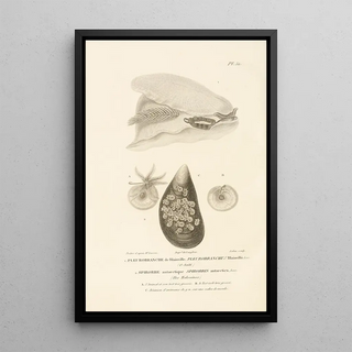 RenPrimevre Lesson - Centurie zoologique Pl51.webp