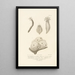 Centurie zoologique Pl52 - René Primevère Lesson — framed artwork on a wall