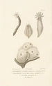 Centurie zoologique Pl52 - René Primevère Lesson — artwork view