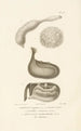 Centurie zoologique Pl53 - René Primevère Lesson — artwork view