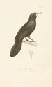 Centurie zoologique Pl54 - René Primevère Lesson — artwork view