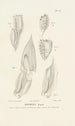 Centurie zoologique Pl56 - René Primevère Lesson — artwork view