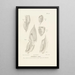 Centurie zoologique Pl56 - René Primevère Lesson — framed artwork on a wall