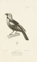 Centurie zoologique Pl57 - René Primevère Lesson — artwork view