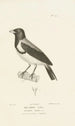 Centurie zoologique Pl58 - René Primevère Lesson — artwork view
