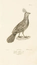 Centurie zoologique Pl60 - René Primevère Lesson — artwork view
