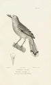 Centurie zoologique Pl64 - René Primevère Lesson — artwork view