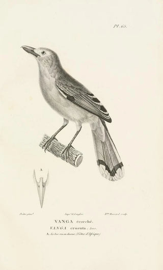 RenPrimevre Lesson - Centurie zoologique Pl64.webp