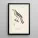 Centurie zoologique Pl64 - René Primevère Lesson — framed artwork on a wall