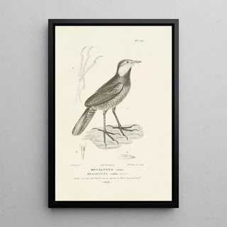 RenPrimevre Lesson - Centurie zoologique Pl65.webp