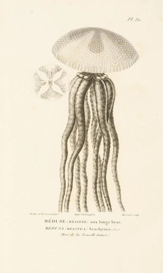 RenPrimevre Lesson - Centurie zoologique Pl79.webp