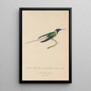 RenPrimevre Lesson - Histoire naturelle des oiseauxmouches Pl08.webp