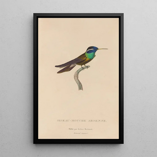 RenPrimevre Lesson - Histoire naturelle des oiseauxmouches Pl09.webp