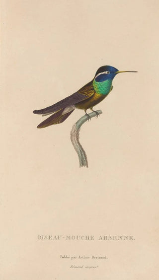 RenPrimevre Lesson - Histoire naturelle des oiseauxmouches Pl09.webp