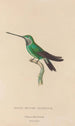 Histoire naturelle des oiseaux-mouches Pl20 - René Primevère Lesson — weergave van het kunstwerk