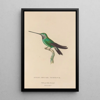 RenPrimevre Lesson - Histoire naturelle des oiseauxmouches Pl20.webp