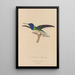Histoire naturelle des oiseaux-mouches Pl21 - René Primevère Lesson — ingelijst kunstwerk aan de muur