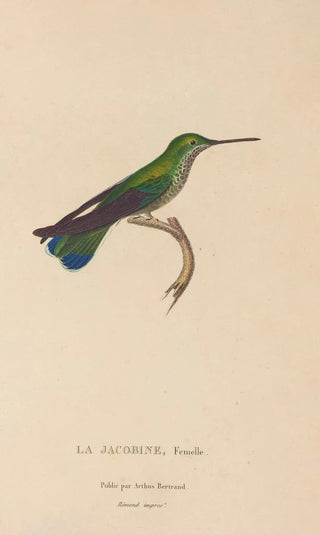 RenPrimevre Lesson - Histoire naturelle des oiseauxmouches Pl22.webp