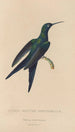 Histoire naturelle des oiseaux-mouches Pl25 - René Primevère Lesson — weergave van het kunstwerk