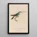 Histoire naturelle des oiseaux-mouches Pl30 - René Primevère Lesson — ingelijst kunstwerk aan de muur