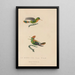 Histoire naturelle des oiseaux-mouches Pl41 - René Primevère Lesson — ingelijst kunstwerk aan de muur