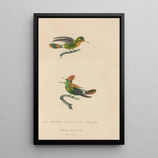 RenPrimevre Lesson - Histoire naturelle des oiseauxmouches Pl41.webp