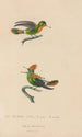 Histoire naturelle des oiseaux-mouches Pl41 - René Primevère Lesson — weergave van het kunstwerk
