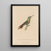 Histoire naturelle des oiseaux-mouches Pl46 - René Primevère Lesson — ingelijst kunstwerk aan de muur