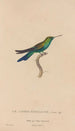 Histoire naturelle des oiseaux-mouches Pl51 - René Primevère Lesson — weergave van het kunstwerk