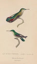 Histoire naturelle des oiseaux-mouches Pl54 - René Primevère Lesson — weergave van het kunstwerk