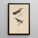 Histoire naturelle des oiseaux-mouches Pl54 - René Primevère Lesson — ingelijst kunstwerk aan de muur