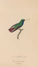 Histoire naturelle des oiseaux-mouches Pl58 - René Primevère Lesson — weergave van het kunstwerk