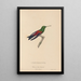 Histoire naturelle des oiseaux-mouches Pl62 - René Primevère Lesson — ingelijst kunstwerk aan de muur