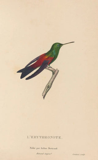 RenPrimevre Lesson - Histoire naturelle des oiseauxmouches Pl62.webp