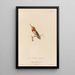 Histoire naturelle des oiseaux-mouches Pl67 - René Primevère Lesson — ingelijst kunstwerk aan de muur