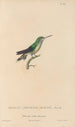 Histoire naturelle des oiseaux-mouches Pl70 - René Primevère Lesson — weergave van het kunstwerk