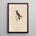 Histoire naturelle des oiseaux-mouches Pl73 - René Primevère Lesson — ingelijst kunstwerk aan de muur