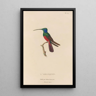 RenPrimevre Lesson - Histoire naturelle des oiseauxmouches Pl73.webp