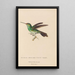 Histoire naturelle des oiseaux-mouches Pl76 - René Primevère Lesson — ingelijst kunstwerk aan de muur