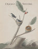 Natuurhistorie van Saint-Domingue Pl001 - René de Rabi — weergave van het kunstwerk