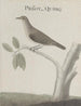 Natuurhistorie van Saint-Domingue Pl025 - René de Rabi — weergave van het kunstwerk