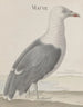 Natuurhistorie van Saint-Domingue Pl037 - René de Rabi — weergave van het kunstwerk