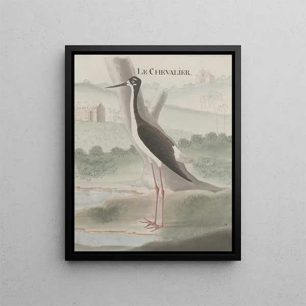 Ren de Rabi - Natural history of Saint Domingue Pl052.webp