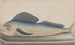 Natuurhistorie van Saint-Domingue Pl060 - René de Rabi — weergave van het kunstwerk