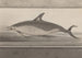 Natuurhistorie van Saint-Domingue Pl062 - René de Rabi — weergave van het kunstwerk