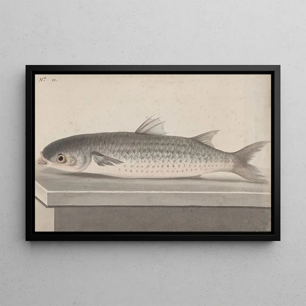 Ren de Rabi - Natural history of Saint Domingue Pl069.webp