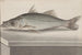 Natuurhistorie van Saint-Domingue Pl. 070 - René de Rabi — weergave van het kunstwerk