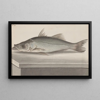 Ren de Rabi - Natural history of Saint Domingue Pl070.webp